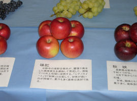 展示